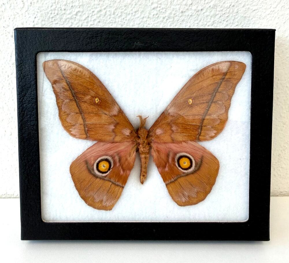 Framed Giant Africa Emperor Moth Preserved Butterfly Insect Decor 5.25"x6.25"